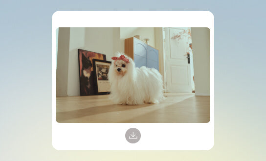 Fotografias de animais de estimação
